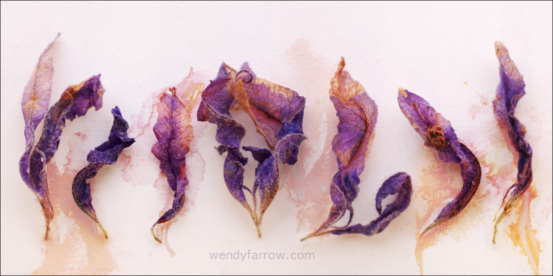 Butterfly Lavender Blooms