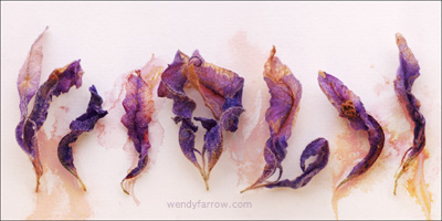 Butterfly Lavender Blooms